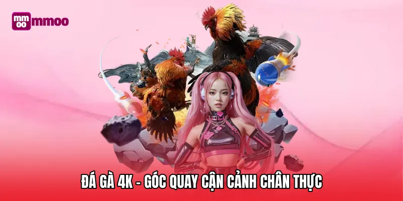 Đá gà 4k – Góc quay cận cảnh chân thực